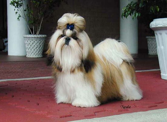 Kim Jong-un được di truyền 'gen' xa xỉ từ người cha quá cố 2 Shih Tzu muzzle Shih Tzu