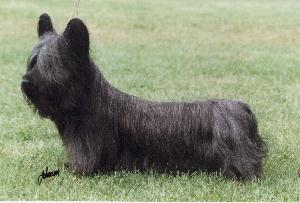 Silky Terrier muzzle