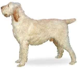 Spinone Italiano muzzle