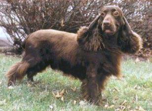 Sussex Spaniel muzzle