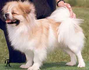 Tibetan Spaniel muzzle