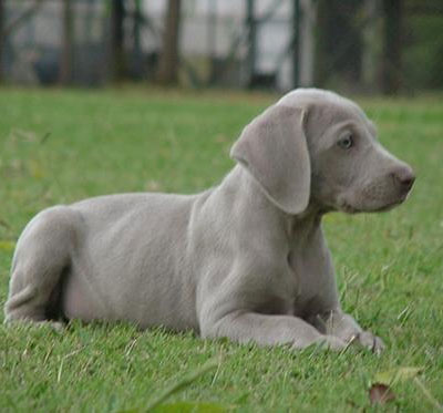  Breed Chart on Weimaraner Wire Basket Dog Muzzles Size Chart   Weimaraner Muzzle