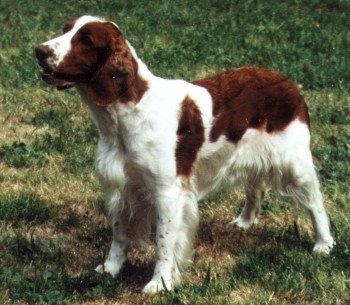 Welsh Springer Spaniel muzzle