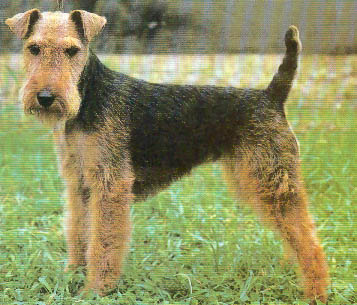 Welsh-Terrier-muzzle-Welsh-Terrier.jpg
