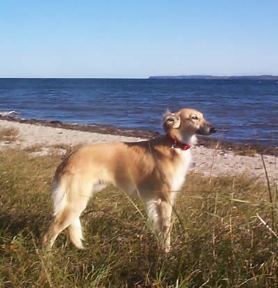 Whippet muzzle