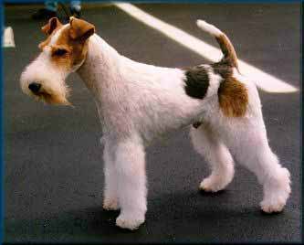 Wire-Fox-Terrier-muzzle-Wire-Fox-Terrier.jpg Wire-Fox-Terrier-muzzle-Wire-Fox-Terrier.jpg