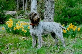 Wirehaired Pointing Griffon muzzle