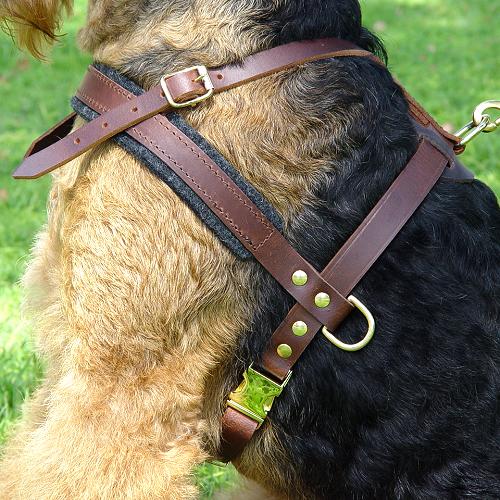 Tracking / Pulling / Agitation Leather Dog Harness : Padded and Adjustable : Designed to Fit Your Airedale Terrier just Perfect