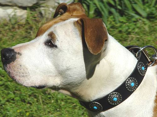 Handcrafted Leather Dog Collar For Large Breeds With Silver Plated Circles and With Blue Stones