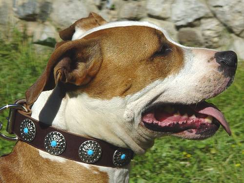 Handcrafted Leather Dog Collar For Large Breeds With Silver Plated Circles and With Blue Stones
