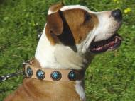 Handcrafted Leather Dog Collar For Large Breeds With Silver Plated Circles and With Blue Stones
