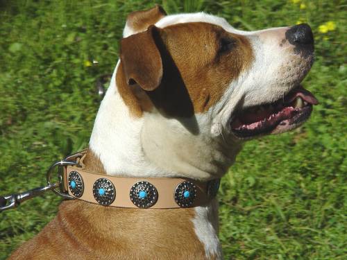 Handcrafted Leather Dog Collar For Large Breeds With Silver Plated Circles and With Blue Stones