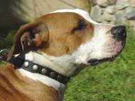 Handcrafted Leather Dog Collar For Medium Breeds With Circles