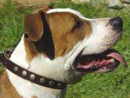 Handcrafted Leather Dog Collar For Medium Breeds With Circles