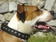 Handcrafted Leather Dog Collar For Medium Breeds With Circles