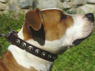 Handcrafted Leather Dog Collar For Medium Breeds With Circles