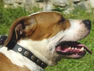 Handcrafted Leather Dog Collar For Medium And Large Breeds With Doted Brass Circles
