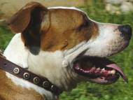 Handcrafted Leather Dog Collar For Medium And Large Breeds With Doted Brass Circles