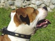 Handcrafted Leather Dog Collar For Large Breeds With Plates