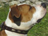 Handcrafted Leather Dog Collar For Large Breeds With Plates