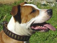 Handcrafted Leather Dog Collar For Large Breeds With Plates