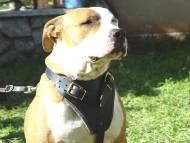 Leather dog harness for agitation,protection and attack.Padded.Designed and Sized to Fit Your Amstaff Just Perfect