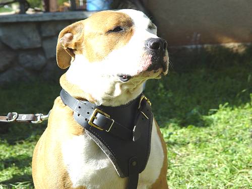Leather dog harness for agitation,protection and attack.Padded.Designed and Sized to Fit Your Amstaff Just Perfect