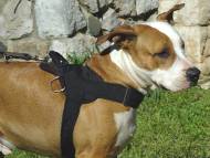 Nylon multi-purpose dog harness for tracking / pulling with extra handle.This harness is widely used by Amstaff owners