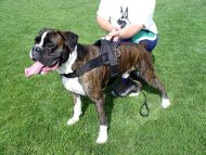 Nylon dog harness for tracking / pulling Designed to fit Boxer