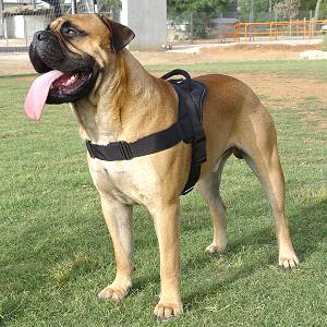 dog harnesses for walking