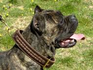 Handcrafted Exclusive Braided Leather Dog Collar For Large Breeds