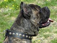 Handcrafted Leather Dog Collar For Medium Breeds With Circles