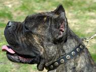 Handcrafted Leather Dog Collar For Medium And Large Breeds With Doted Brass Circles