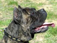 Handcrafted Leather Dog Collar For Large Breeds With Plates