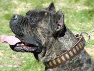 Handcrafted Leather Dog Collar For Large Breeds With Plates
