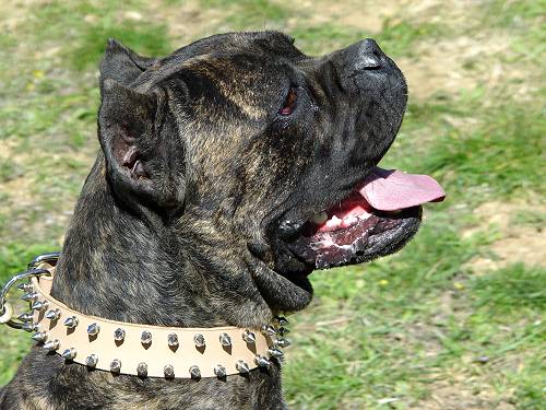 Handcrafted Leather Spiked Dog Collar For Large Breeds