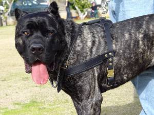 ... Dog harness , Dog collar , Dog leash , Dog muzzle - Dog training
