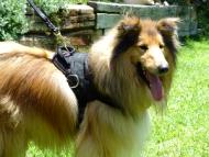 Nylon multi-purpose dog harness for tracking / walking with extra handle.This harness is widely used by Collie owners