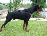Nylon multi-purpose dog harness for tracking / pulling with extra handle.This harness is widely used by Doberman owners