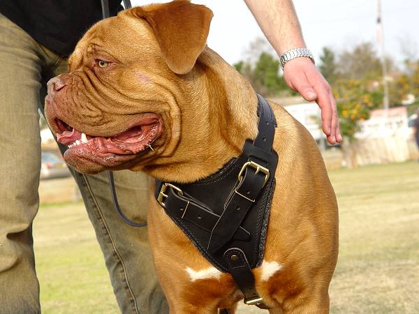 dogue de bordeaux cross pitbull. For Your Dogue De Bordeaux