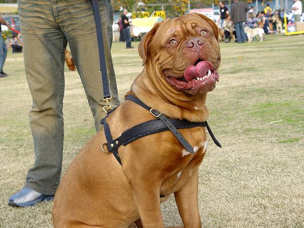 dogue de bordeaux cross pitbull. For Dogue De Bordeaux H5