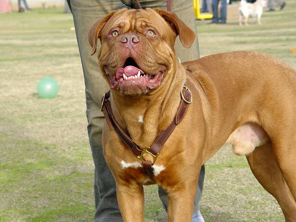 dogue de bordeaux cross pitbull. To Fit Dogue De Bordeaux