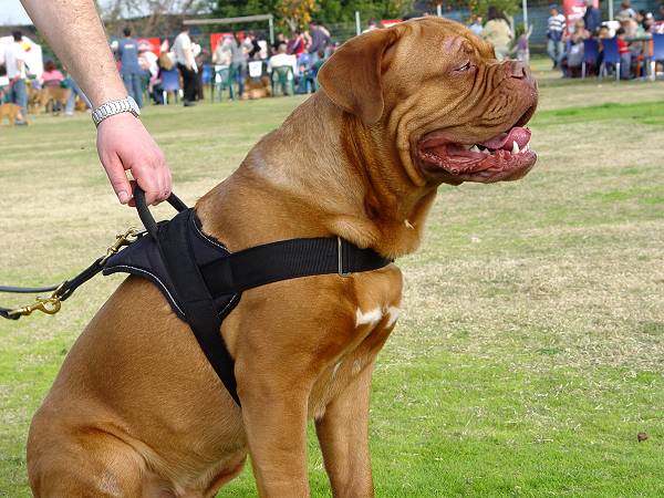 dogue de bordeaux cross pitbull. to fit Dogue De Bordeaux