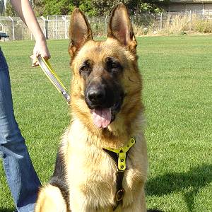 Tracking dog harness made of leather And Created To Fit German Shepherd Dog