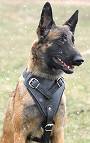 Leather dog harness for agitation,protection and attack.Padded.Designed and Sized to Fit Your Malinois Just Perfect
