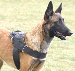 Nylon multi-purpose dog harness for tracking / pulling with extra handle.This harness is widely used by Malinois owners