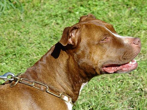 FUR SAVER DOG COLLAR MADE OF BRASS