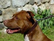 Leather dog collar