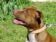 Leather dog collar