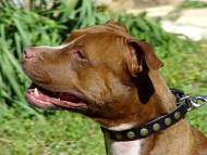 Handcrafted Leather Dog Collar For Medium Breeds With Circles